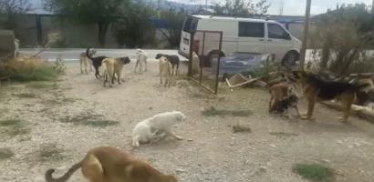 Gölpazarında Bir Bayram Günü