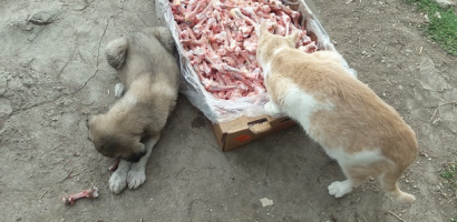 Bir Bayram Günü